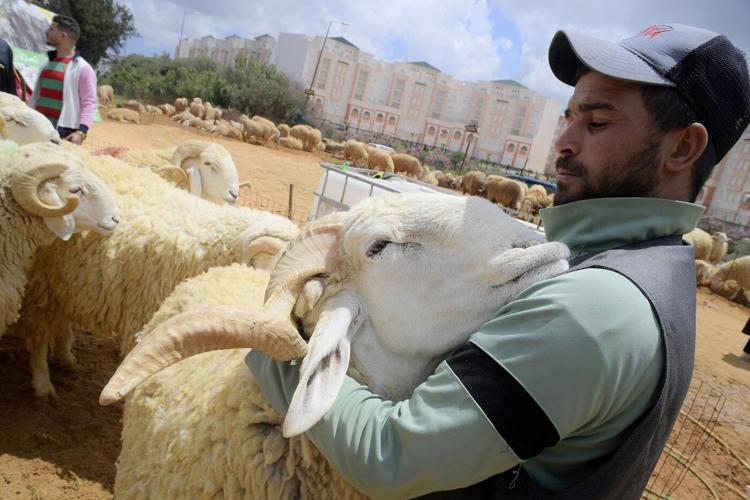 Drought, rising prices and dwindling herds undercut this year's Eid al-Adha in North Africa