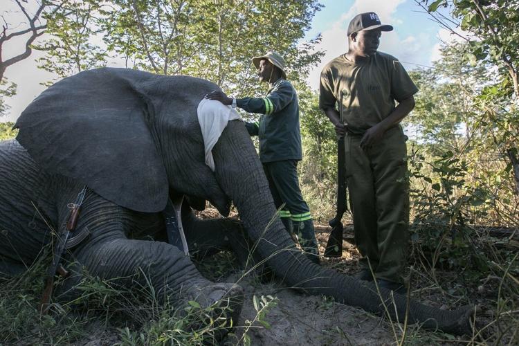 Zimbabwe is full of elephants and conflict with villagers is growing. A new approach hopes to help