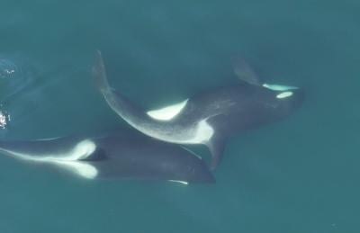 Orcas use kelp tools to groom and bond off B.C.'s coast, study suggests