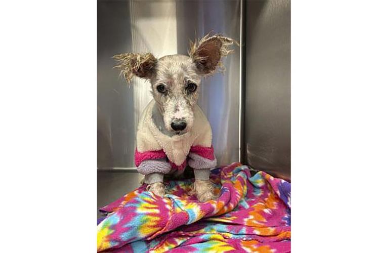 A fugitive gains fame in New Orleans eluding dart guns and nets