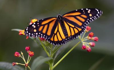 Thousands of plants, animals at risk of extinction in Canada: wild species report