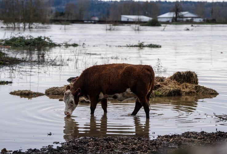 Washington state faces historic floods that have washed away homes and stranded families