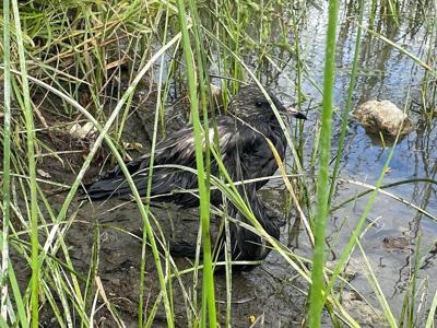 Montreal police called in to investigate motor oil spills in St. Lawrence River
