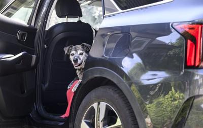 Les États-Unis assouplissent les règles à la frontière pour les chiens canadiens