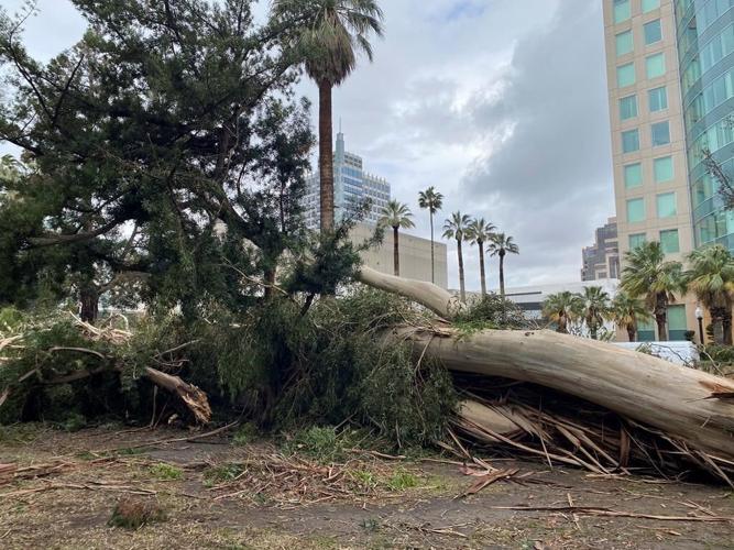 Sacramento's iconic tree canopy turns destructive in storms