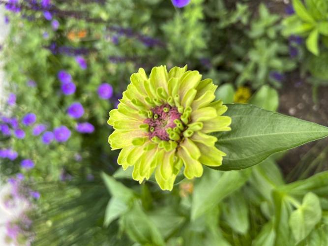 Some plants cause more suffering than others for gardeners with pollen allergies