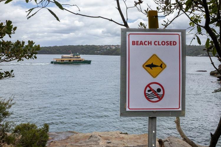 Man and boy critical after 3 shark attacks off Sydney in just over 24 hours