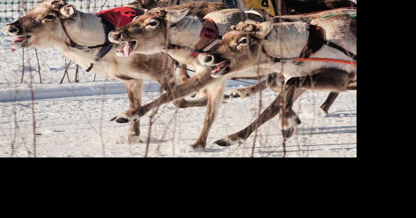 Traditional reindeer racing is delighting spectators in frigid Finland ...