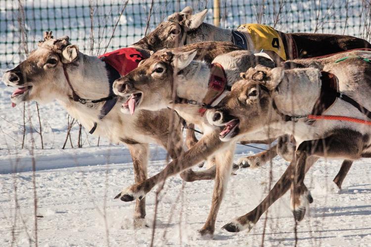 Reindeer racing thrills spectators in Finland's frigid north near the Russian border
