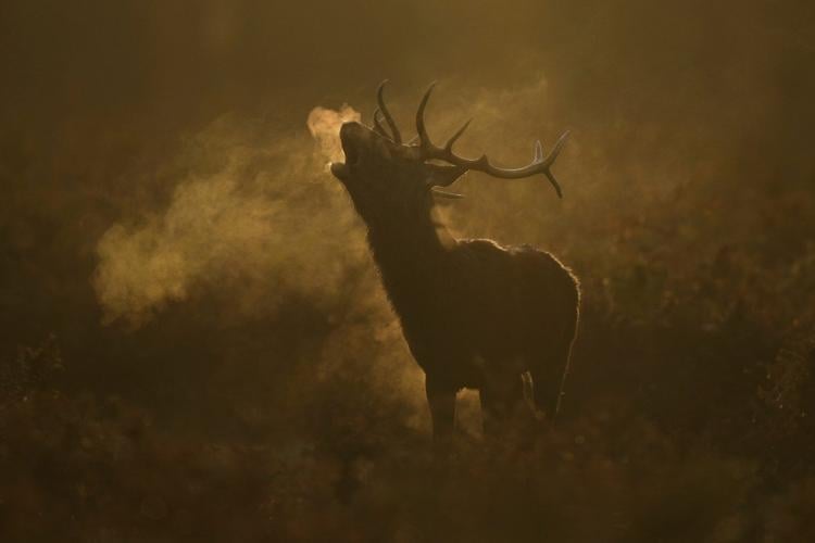The top photos of the day by AP's photojournalists