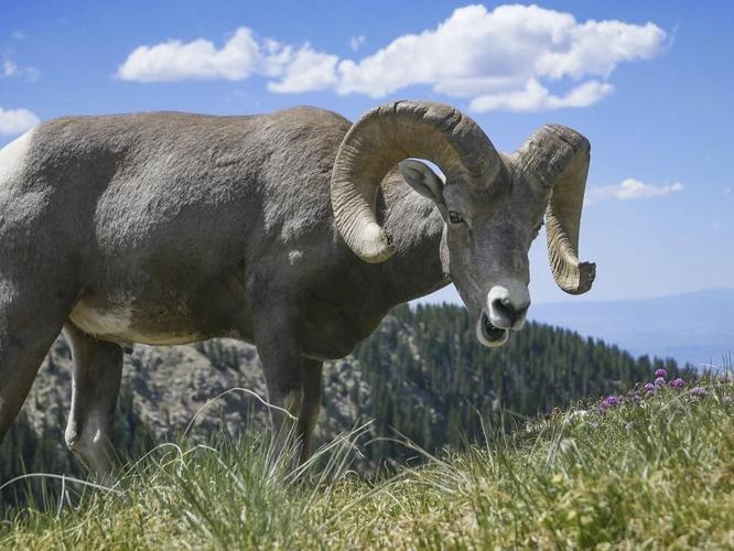 Montana man used animal tissue and testicles to breed 'giant' sheep for sale to hunting preserves