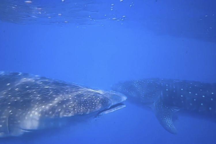 Where do whale sharks mate? The search to learn where the magic happens for the world's biggest fish