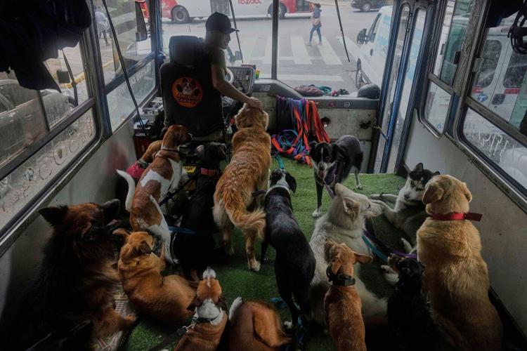 As more Argentines go childless, pampered dogs become part of the family