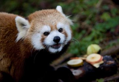 Un panda roux décède au zoo de Toronto, témoignant de la fragilité de cette espèce