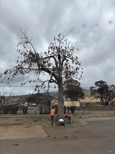 The trees arrived with Polynesian voyagers. After Maui wildfire, there's a chance to restore them