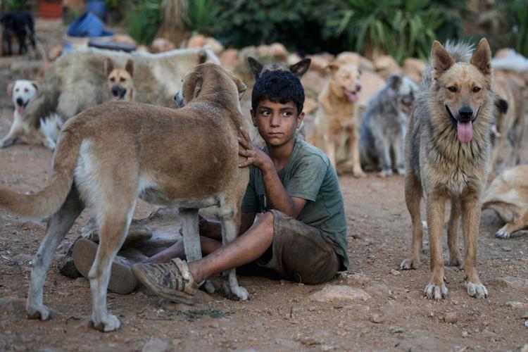 Photos of pets and farm animals rescued from the war in southern Lebanon