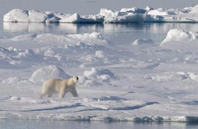 Le changement climatique et l'activité humaine menacent la morue arctique