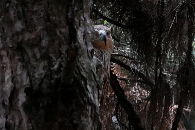 Feliks the eagle is back home in Serbia after a kidnap ordeal in the Middle East