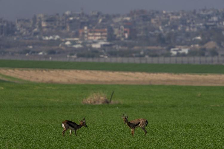Body of an Israeli hostage is found in Gaza, possibly alongside his son's remains, army says
