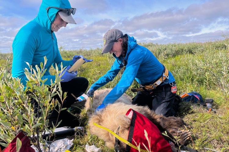 Collar cams offer a bear's eye view into the lives of grizzlies on Alaska's desolate North Slope