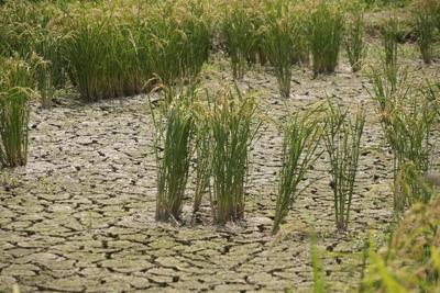 Aging farmers face extreme temperatures as they struggle to maintain Japan's rice crop