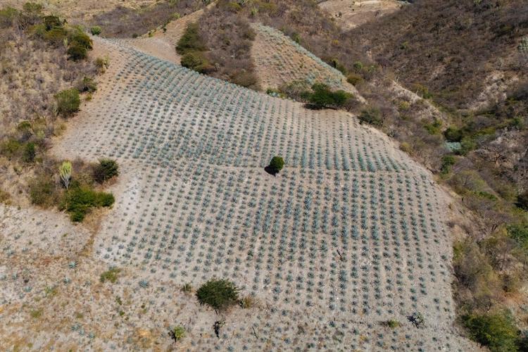See how mezcal is made in Mexico