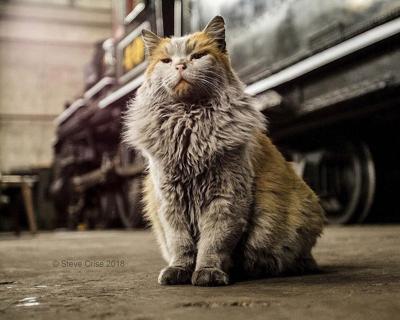 Nevada rail museum cat who became an internet hit mourned