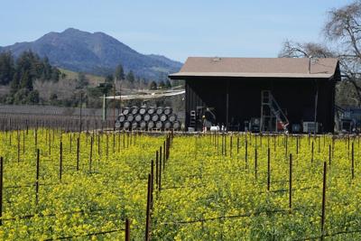 Spectacular fields of yellow mustard draw visitors to Northern California's wine country