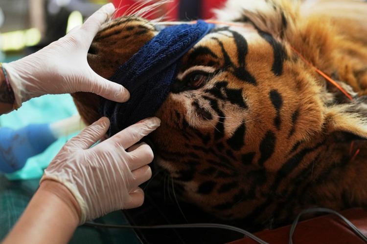 Years after Argentina shut a notorious zoo, the stranded animals are finally being rescued