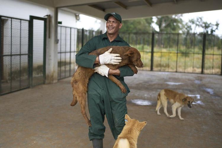 Morocco unveils policies it hopes bolster the care and management of stray dogs
