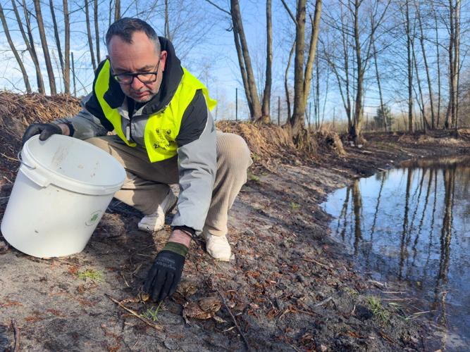 Citizen 'Frog Patrol' helps amphibians survive a dangerous road journey in Poland