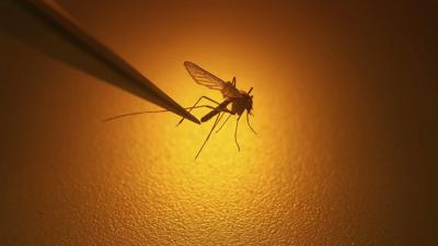First human case of West Nile virus acquired in Canada this year confirmed