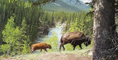Des bisons réintroduits au parc national Banff se sont très bien adaptés