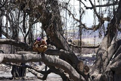 Report finds 'no evidence' Hawaii officials prepared for wildfire that killed 102 despite warnings