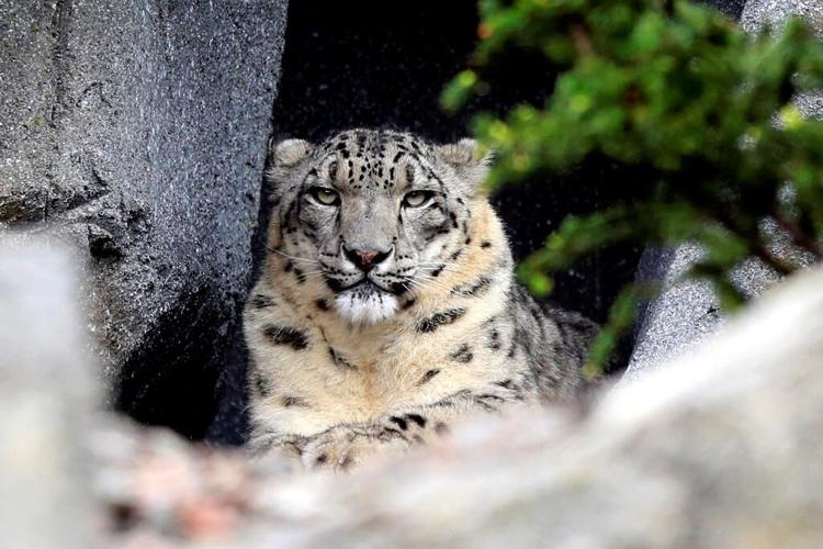Toronto Zoo says 'friendly and determined' snow leopard Jita is pregnant