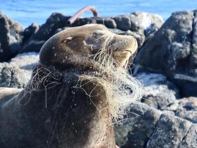 Sea lion with netting embedded in his neck, sealing mouth shut, rescued in B.C.