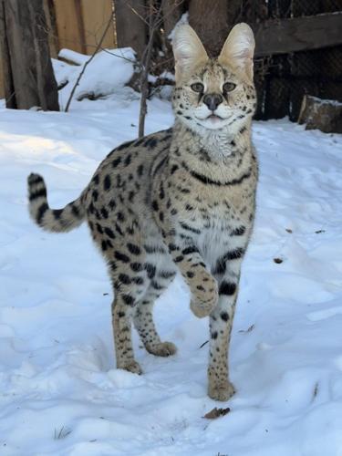 Alberta woman fined $15K after pleading guilty to importing serval cats