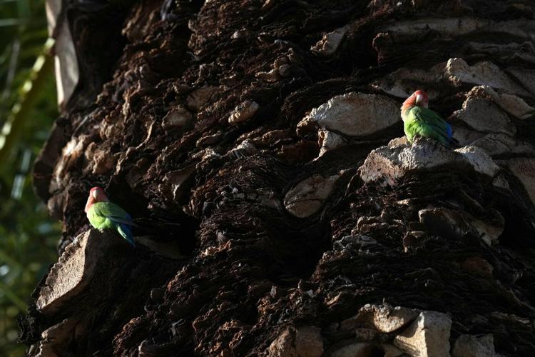 What we can learn from lovebirds, the rare birds that mate for life