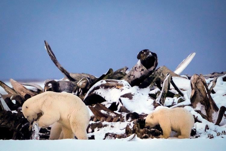 A tiny Arctic village in Alaska is trying to revive its polar bear tourism industry