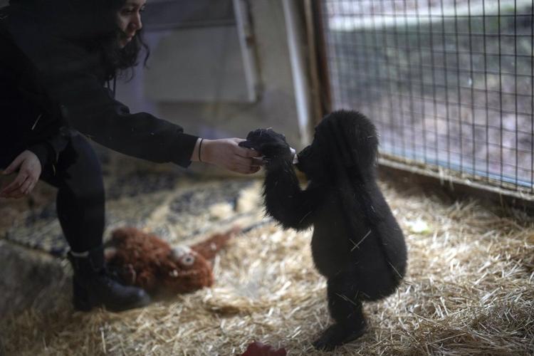 A young gorilla rescued from aircraft hold recovers at Istanbul zoo