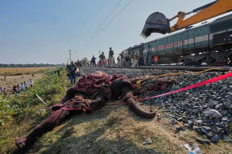 High-speed passenger train kills 7 elephants crossing railway tracks in northeast India