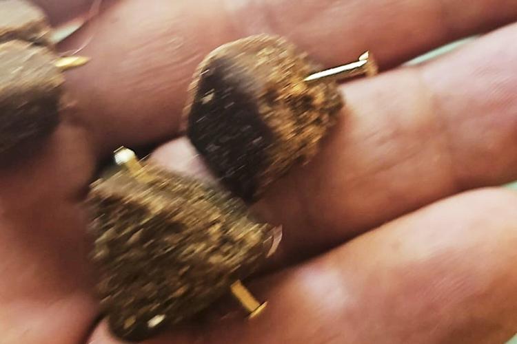 Italy outraged at killing of heroic police bloodhound, found dead after eating food laced with nails