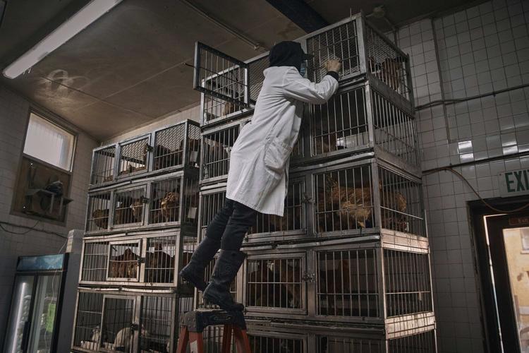 Live poultry markets ordered shut in New York City because of avian flu outbreak