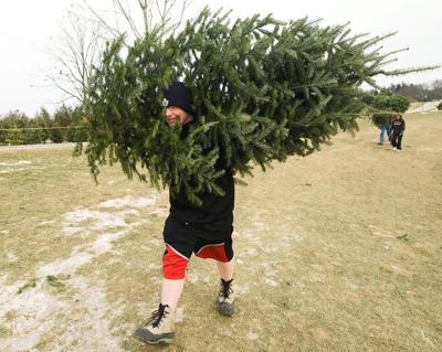 Christmas tree farmers branch out to stay alive amid challenges