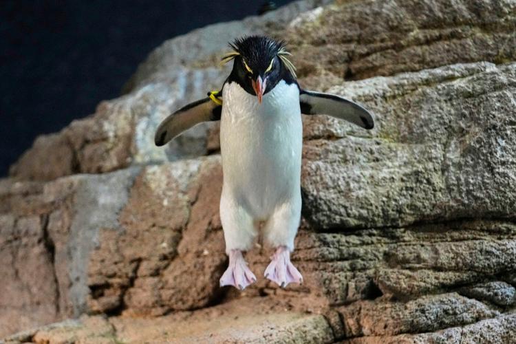 Much like a nursing home, penguins at a Boston aquarium can age with dignity