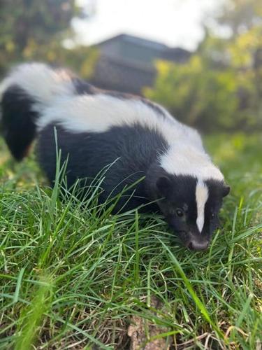 Eight skunks found dead in Metro Vancouver had avian flu: government