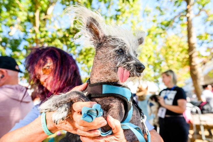 Photos show the World’s Ugliest Dog Contest in California