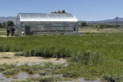 Green agendas clash in Nevada as company grows rare plant to help it survive effects of a mine
