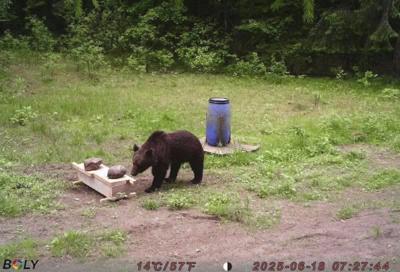 A wild bear enters Lithuania's capital. Hunters refuse a government request to shoot the animal