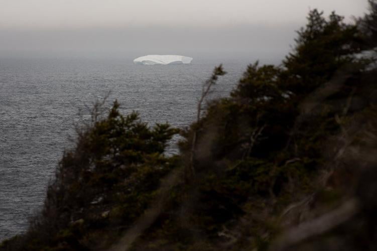 Parade of ghostly icebergs brings joy and wonder to Newfoundland and Labrador